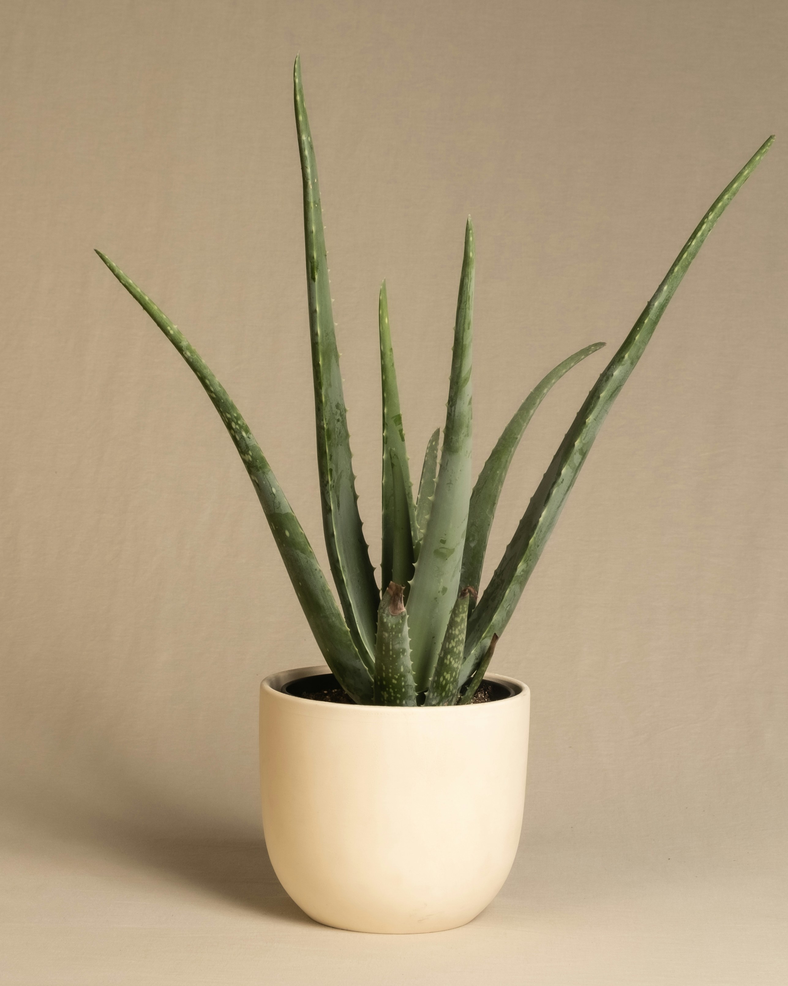Aloes zwyczajny