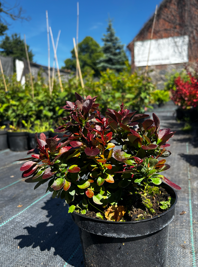 Berberys Thunberga 'Bagatelle' — zdjęcie 1