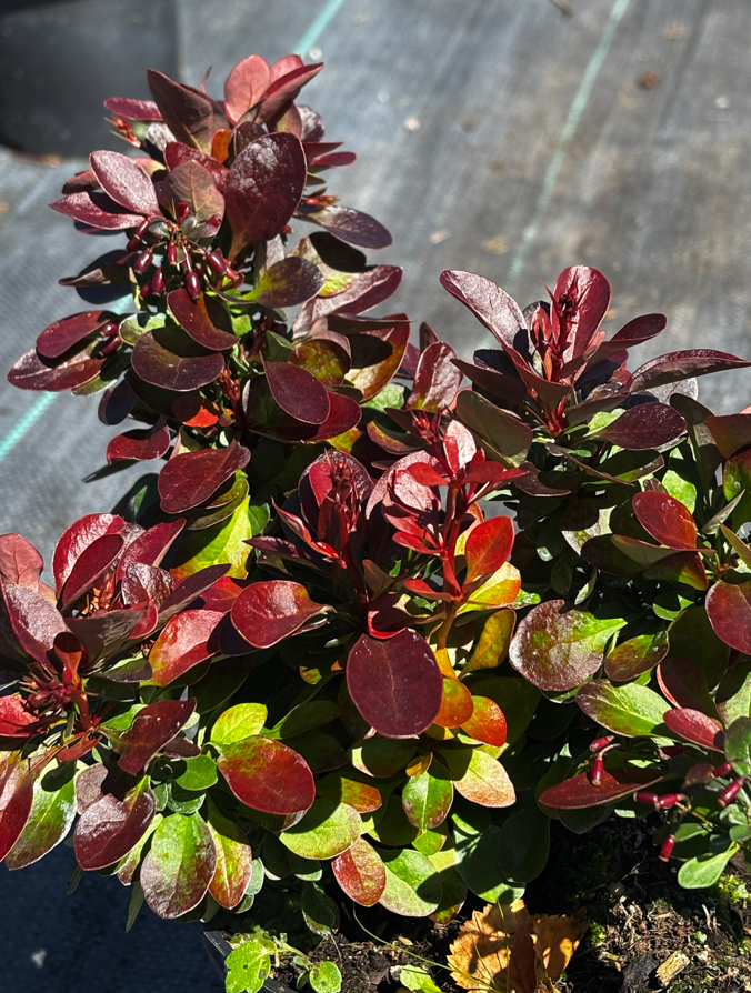 Berberys Thunberga 'Bagatelle'