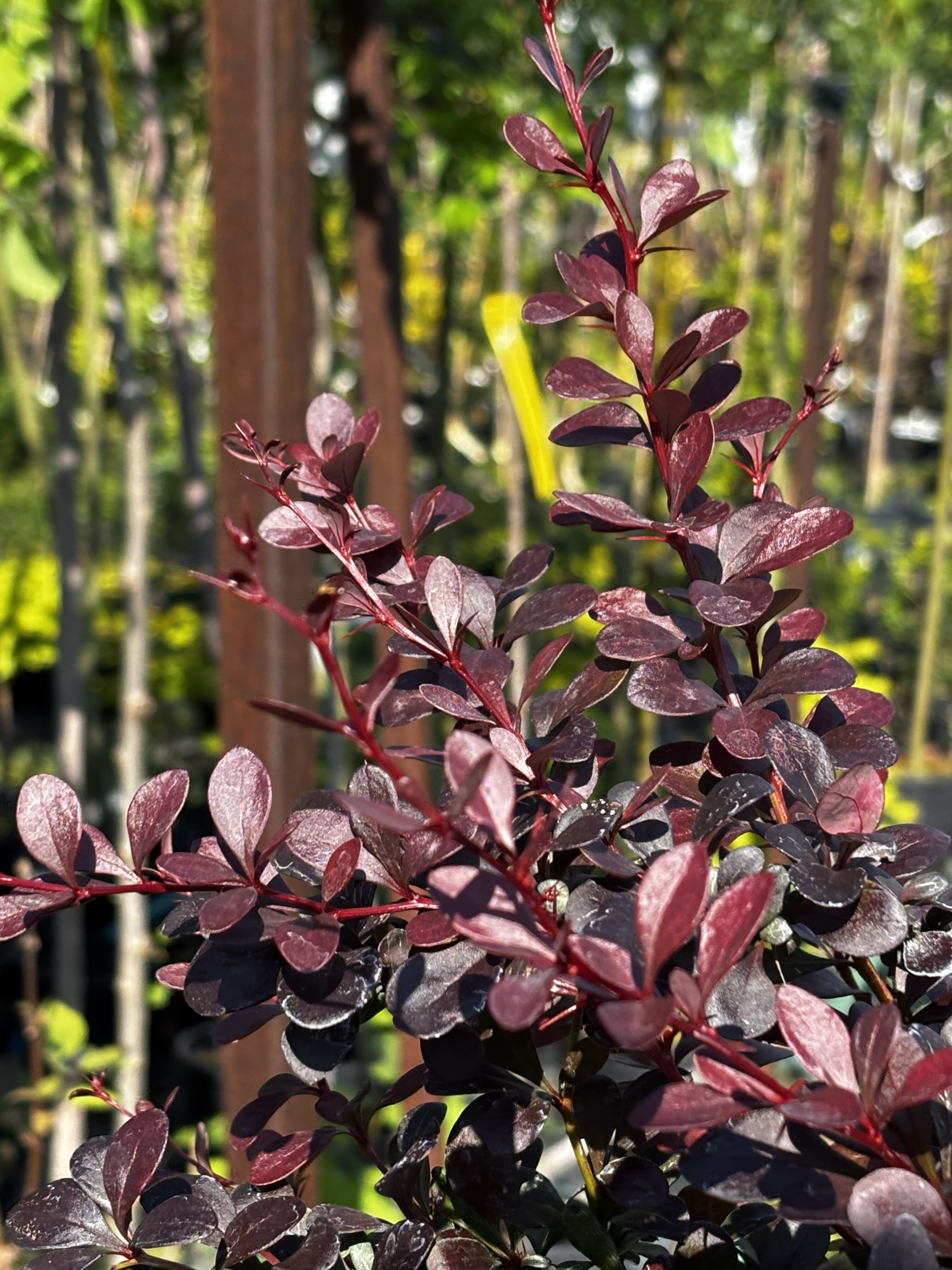Berberys Thunberga 'Dart's Red Lady' na pniu