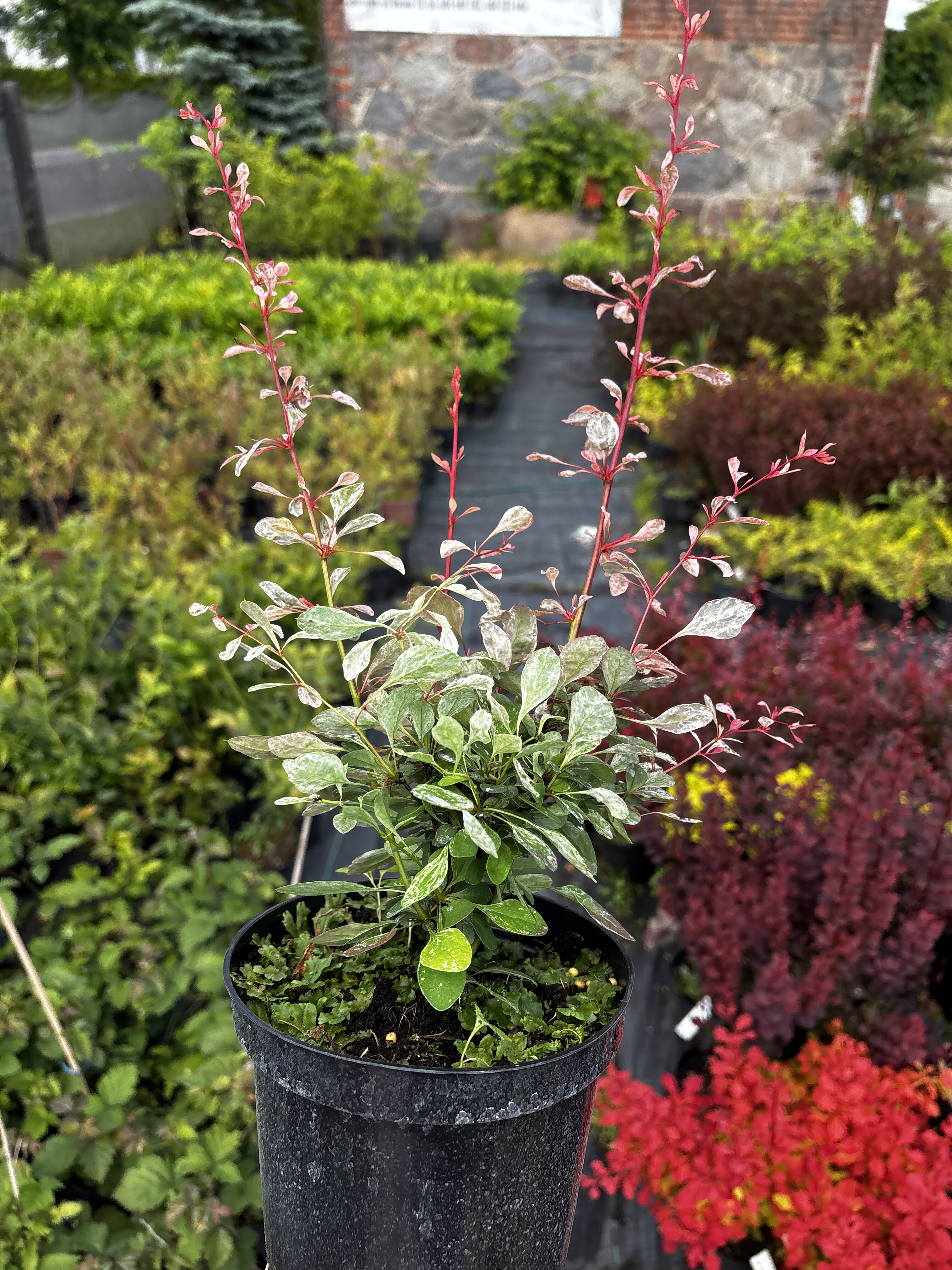 Berberys Thunberga 'Flamingo' — zdjęcie 1