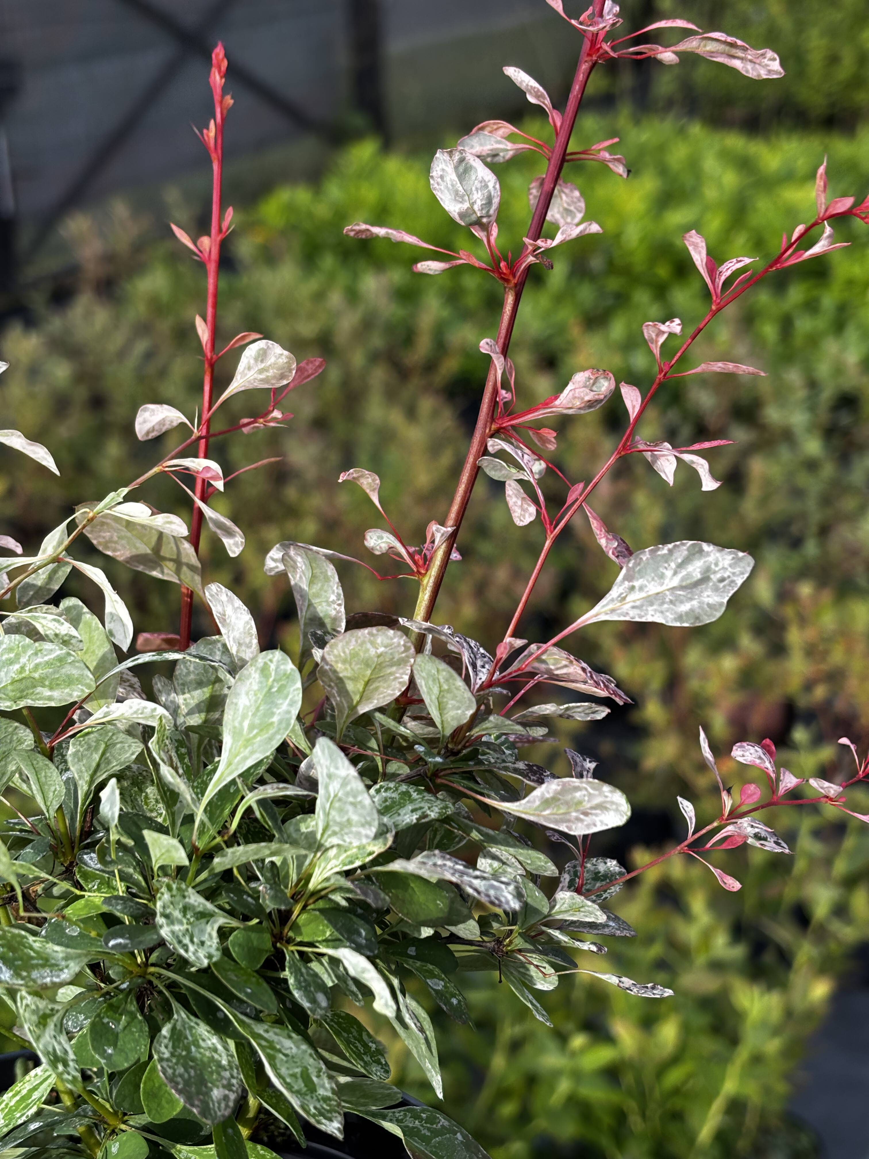 Berberys Thunberga 'Flamingo'