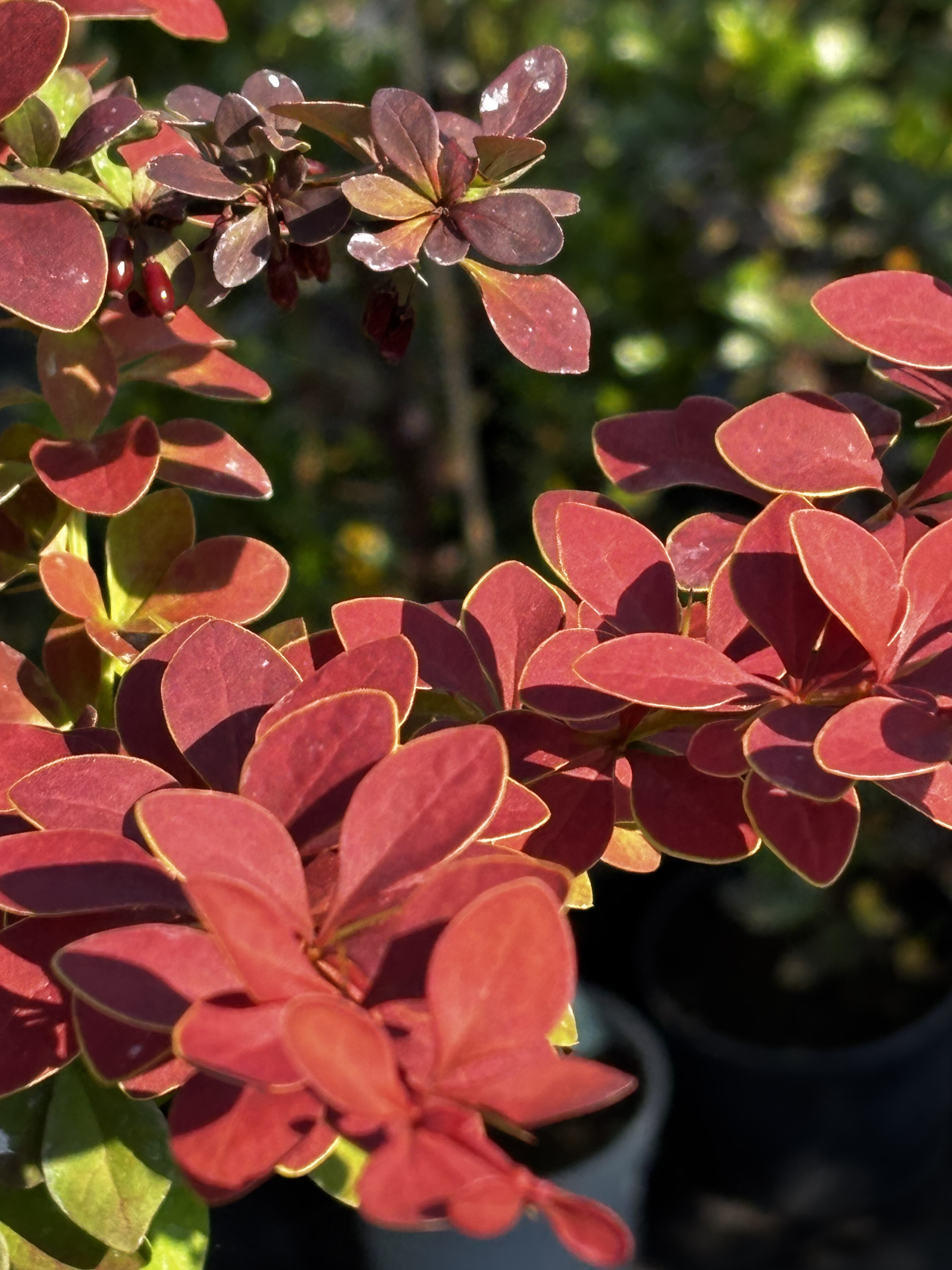 Berberys Thunberga 'Golden Ring' na pniu