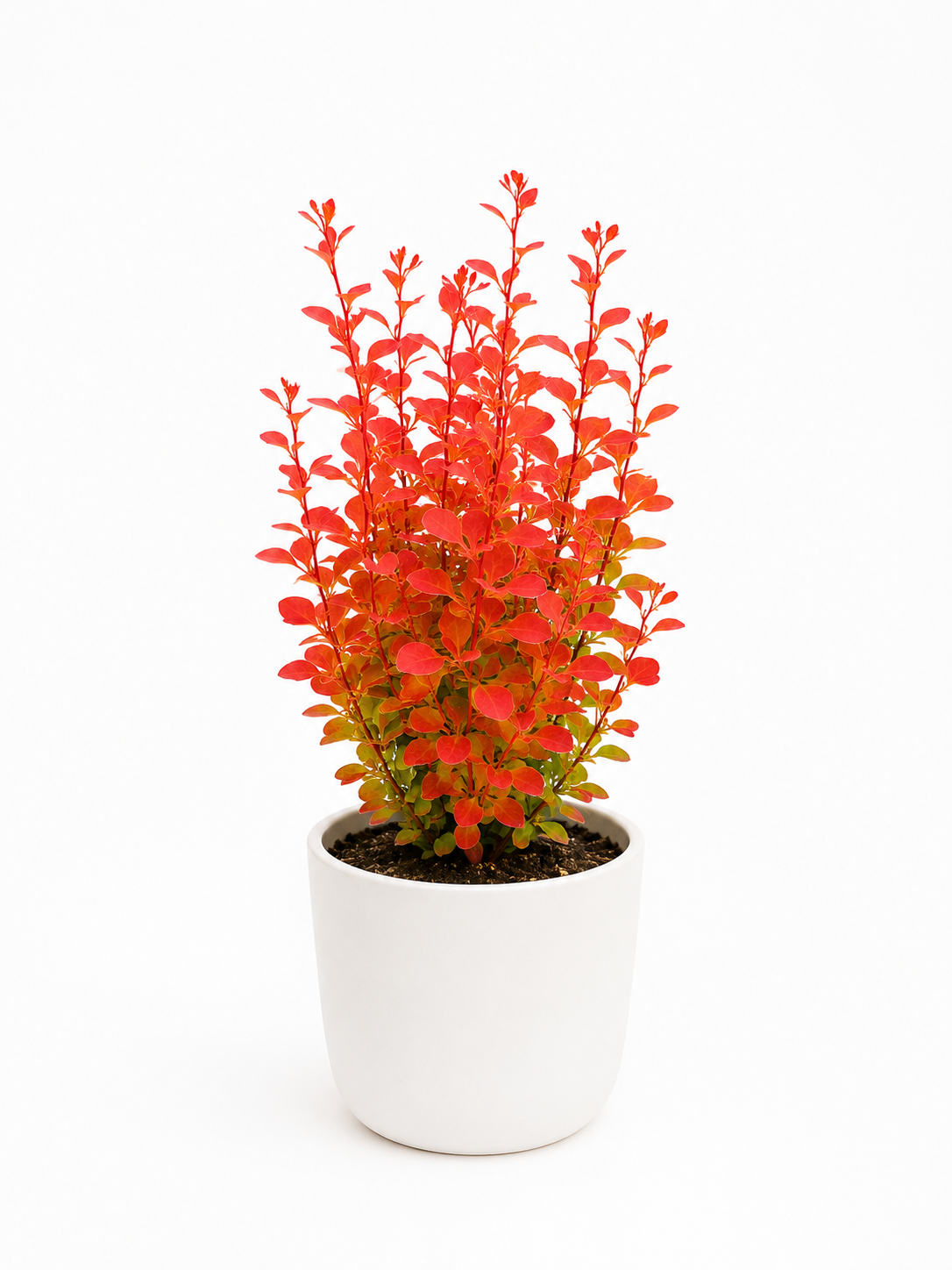 Berberys Thunberga 'Orange Rocket' — zdjęcie 1