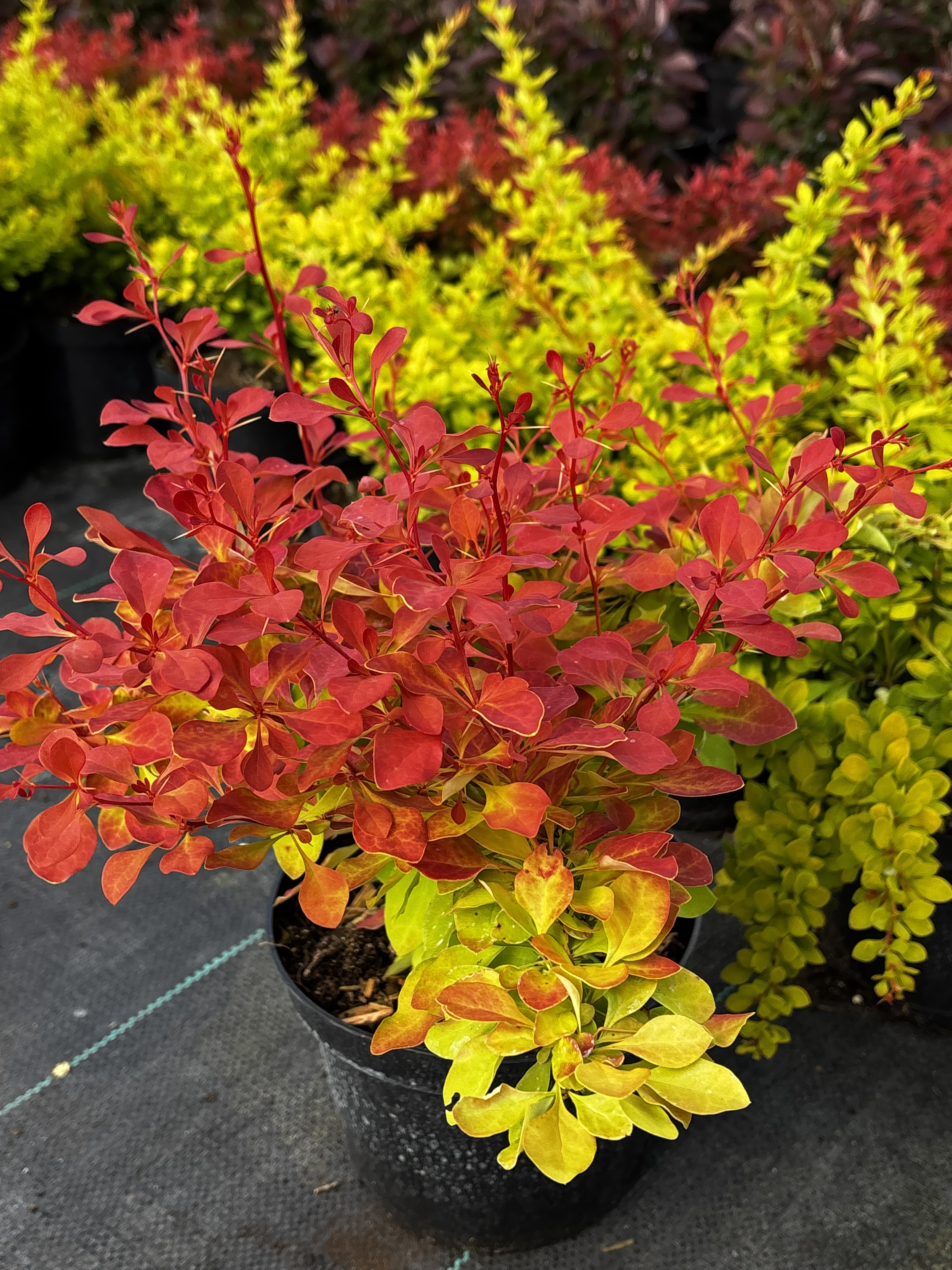 Berberys Thunberga 'Orange Rocket'
