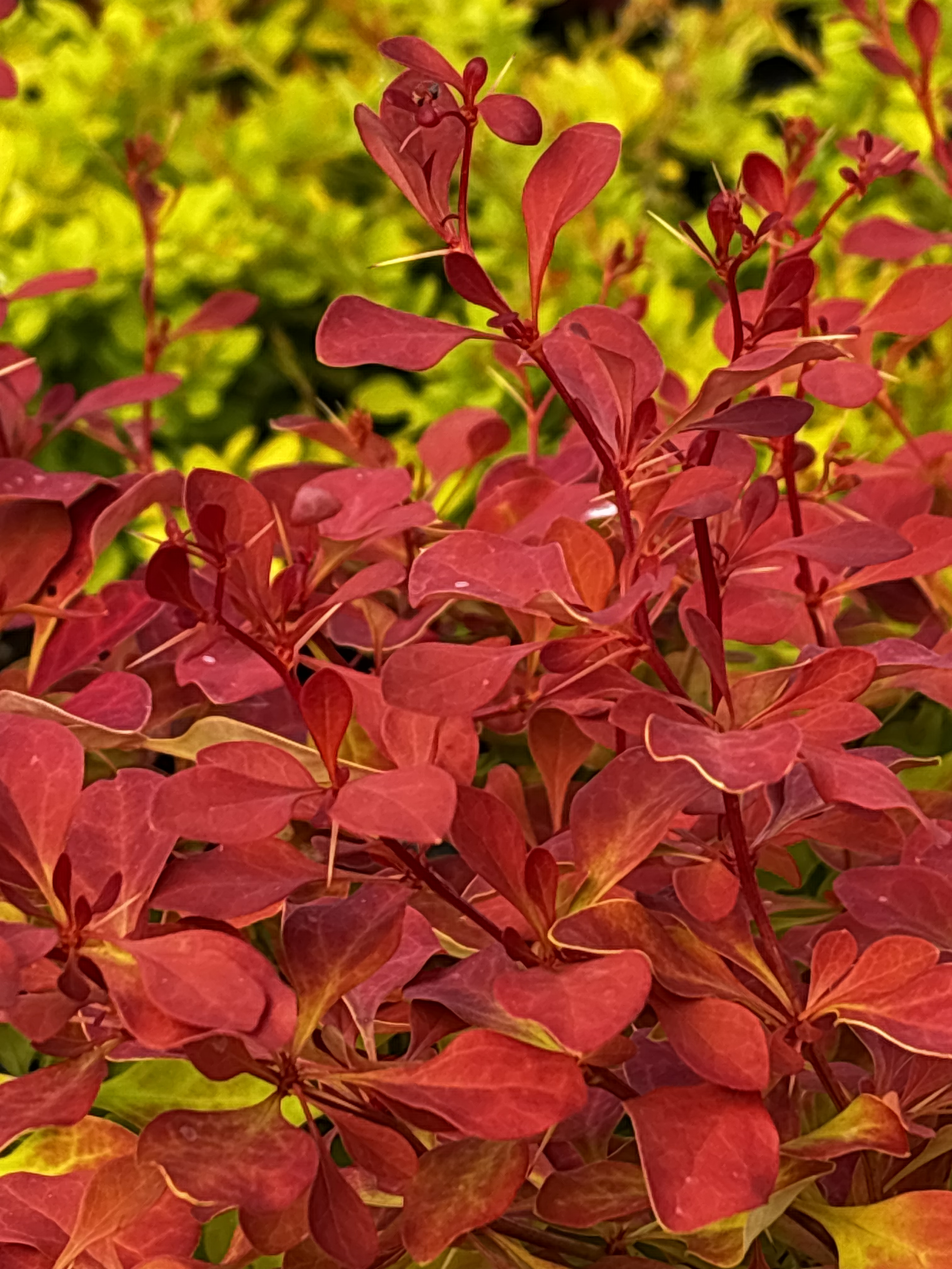 Berberys Thunberga 'Volcano'