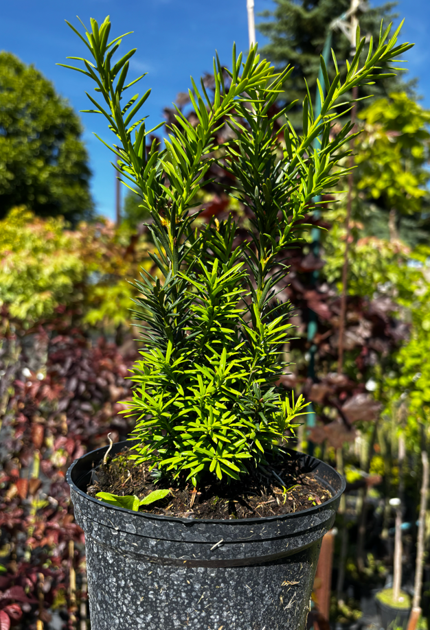 Cis pośredni 'Hicksii' — zdjęcie 1