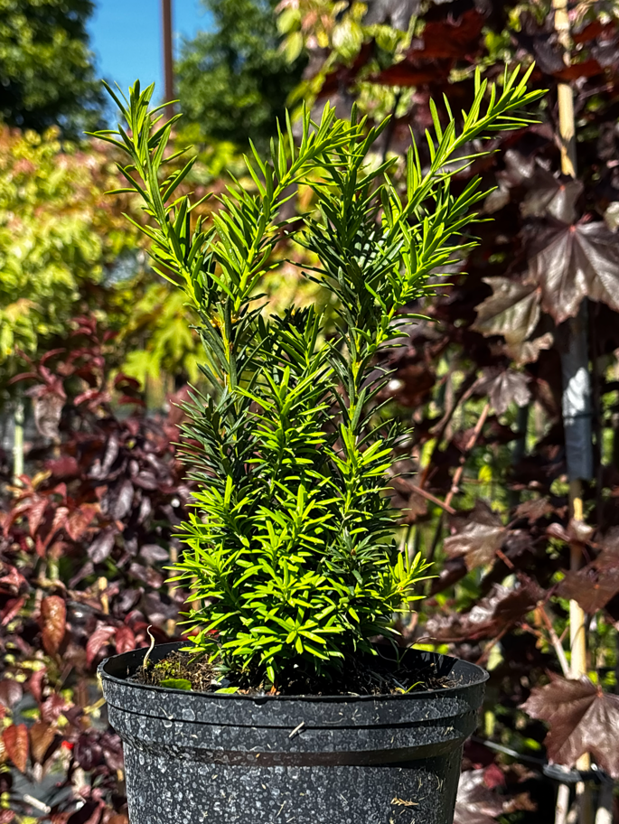 Cis pośredni 'Hicksii'