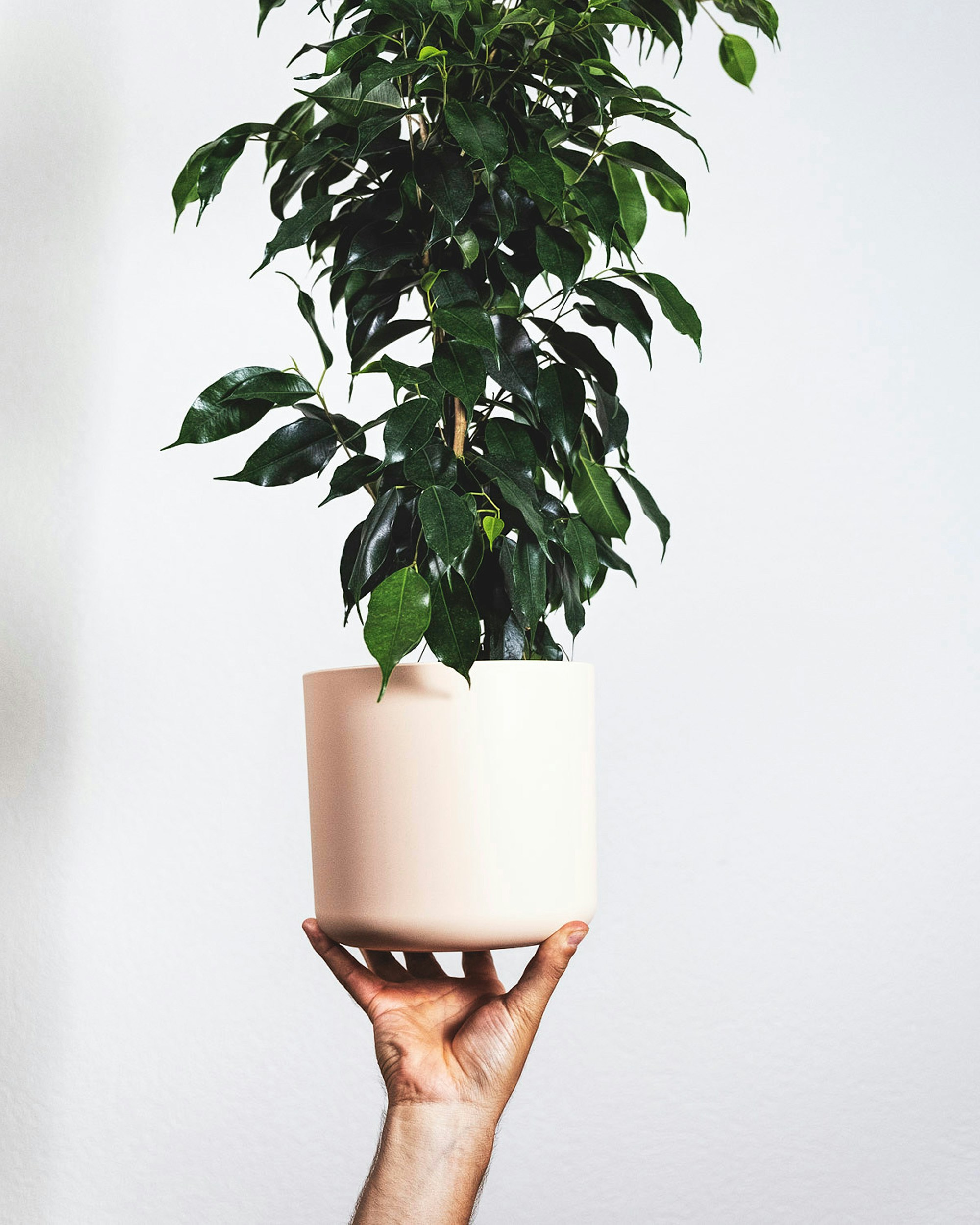 Figowiec benjamina 'Natasja'