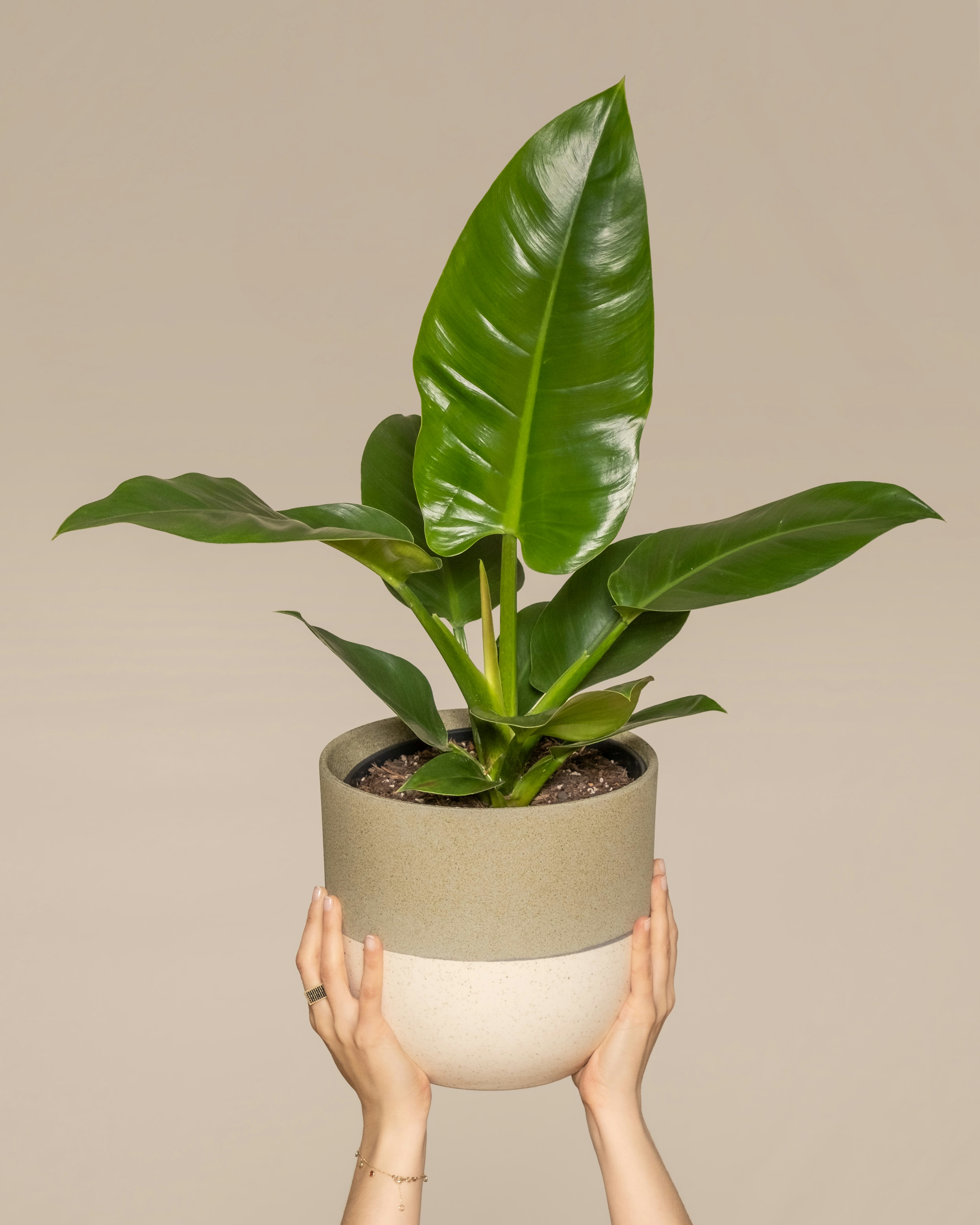 Filodendron 'Imperial Green' — zdjęcie 1
