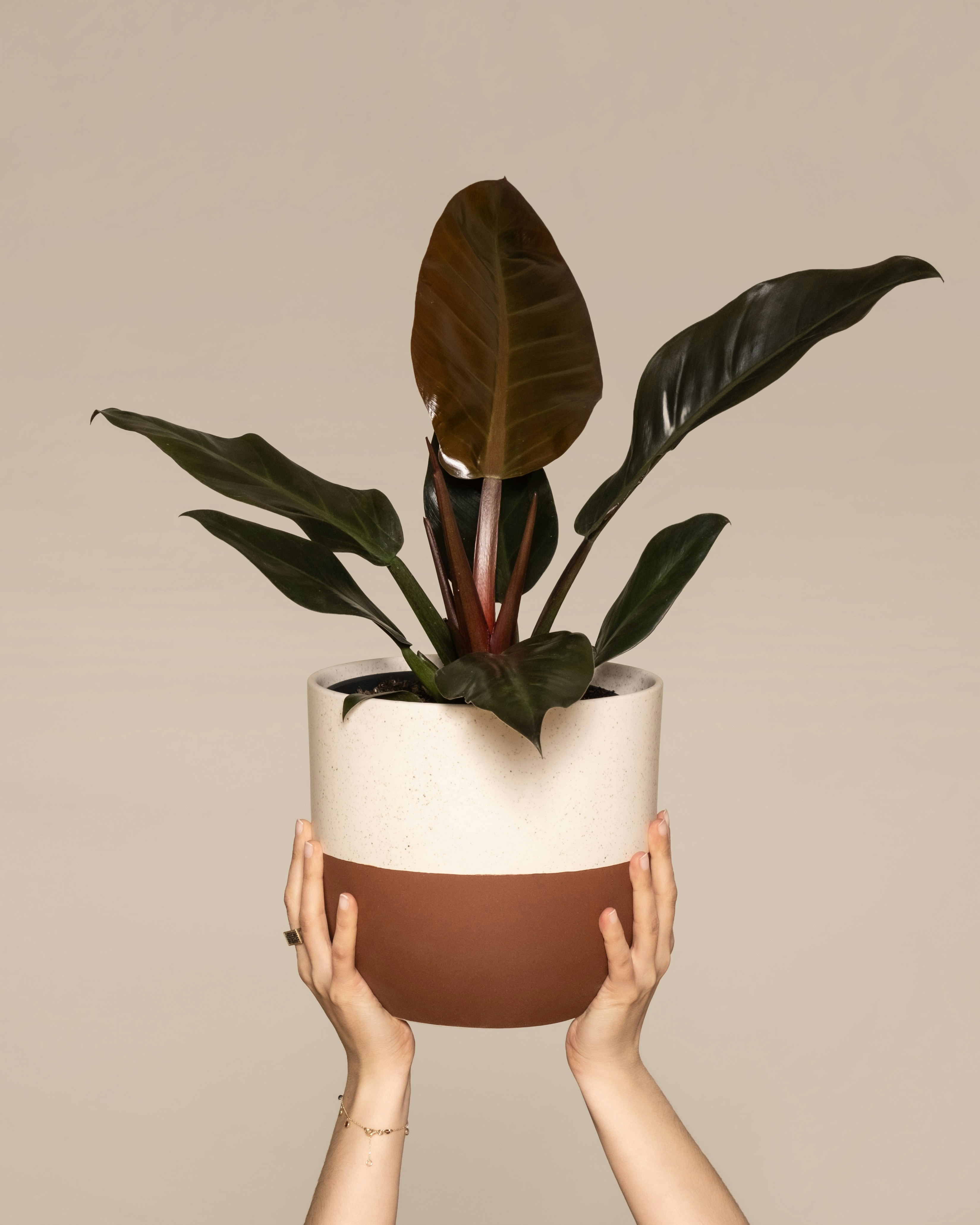 Filodendron 'Imperial Red' — zdjęcie 1