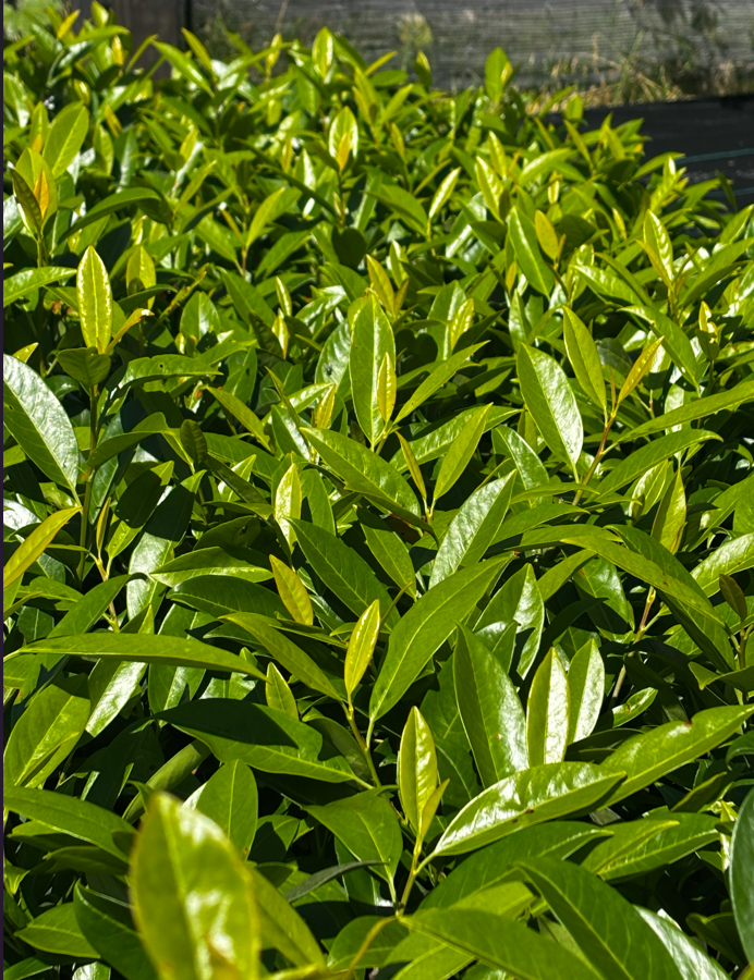 Laurowiśnia wschodnia 'Herbergii'