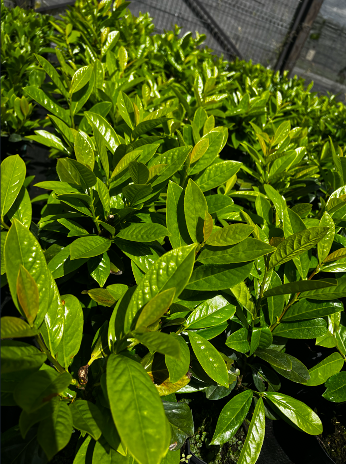 Laurowiśnia wschodnia 'Rotundifolia'