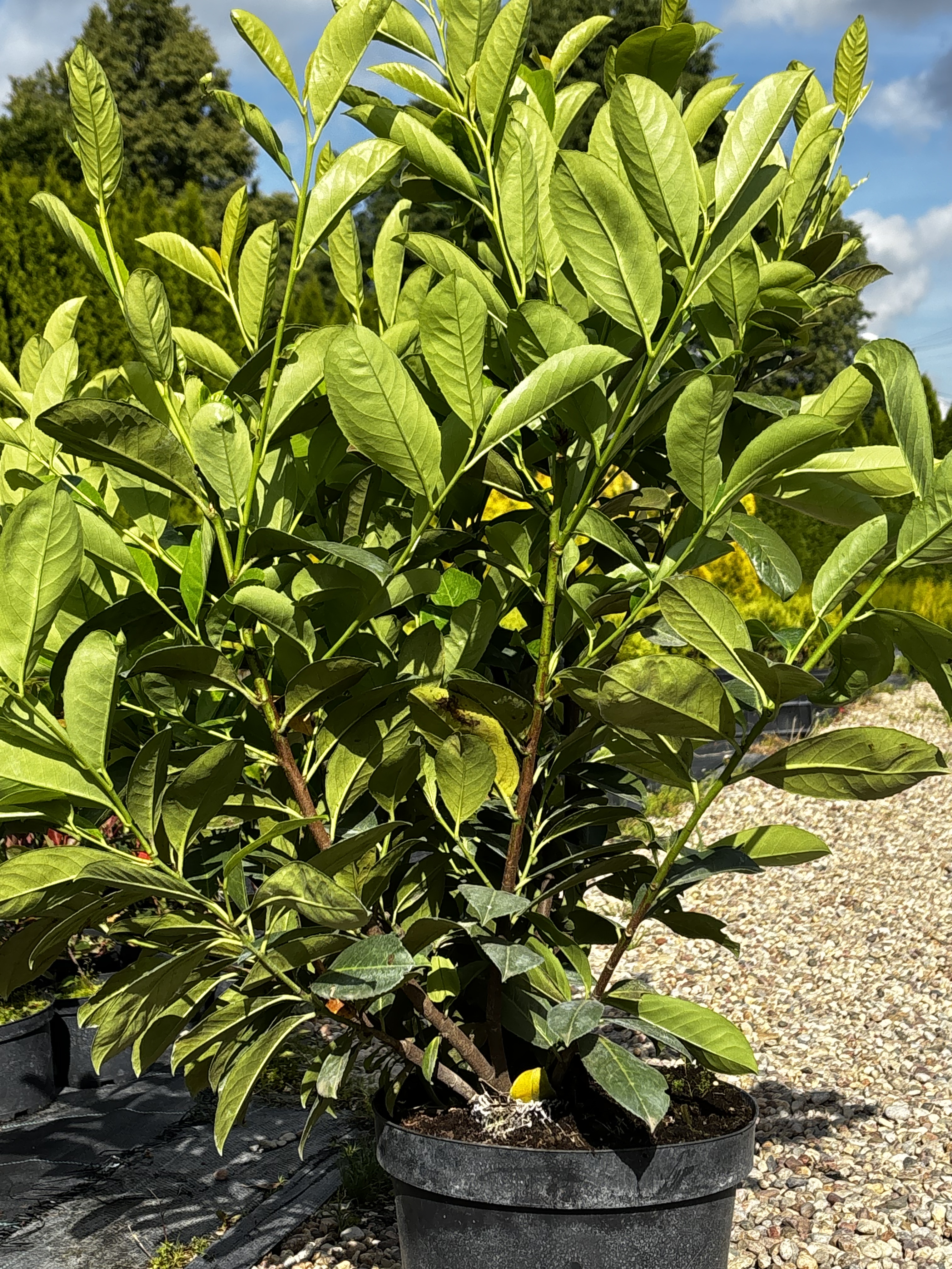Laurowiśnia wschodnia 'Rotundifolia'