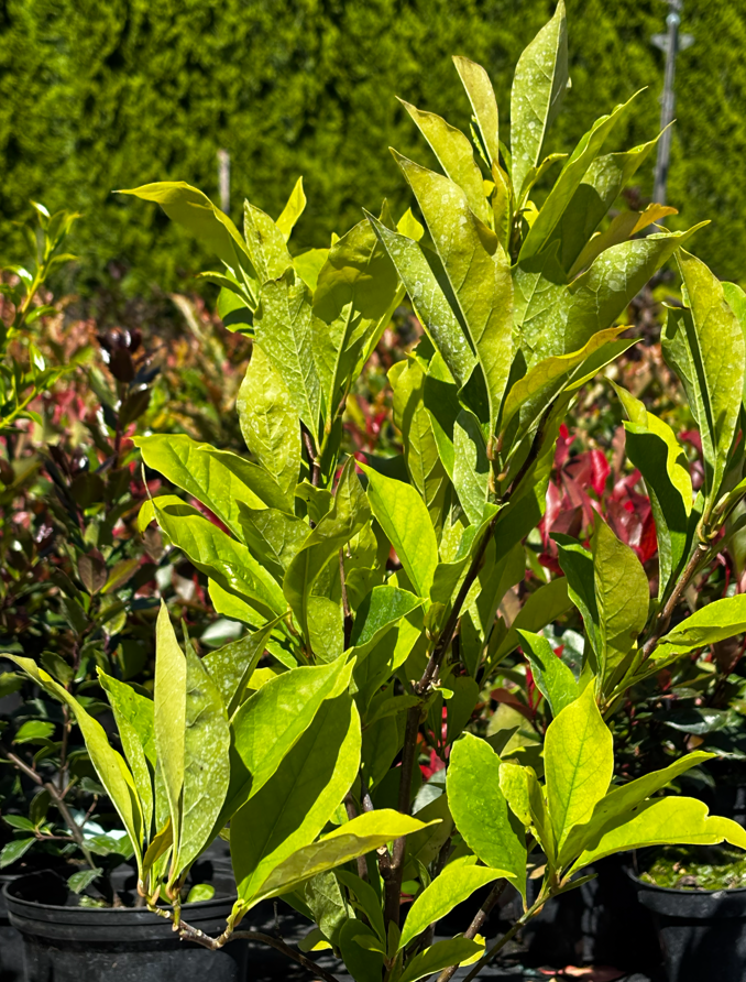 Magnolia 'Betty'