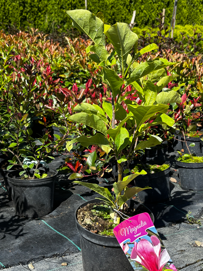 Magnolia 'Galaxy'