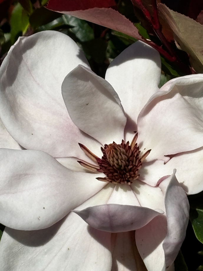 Magnolia 'Watermelon' — zdjęcie 1