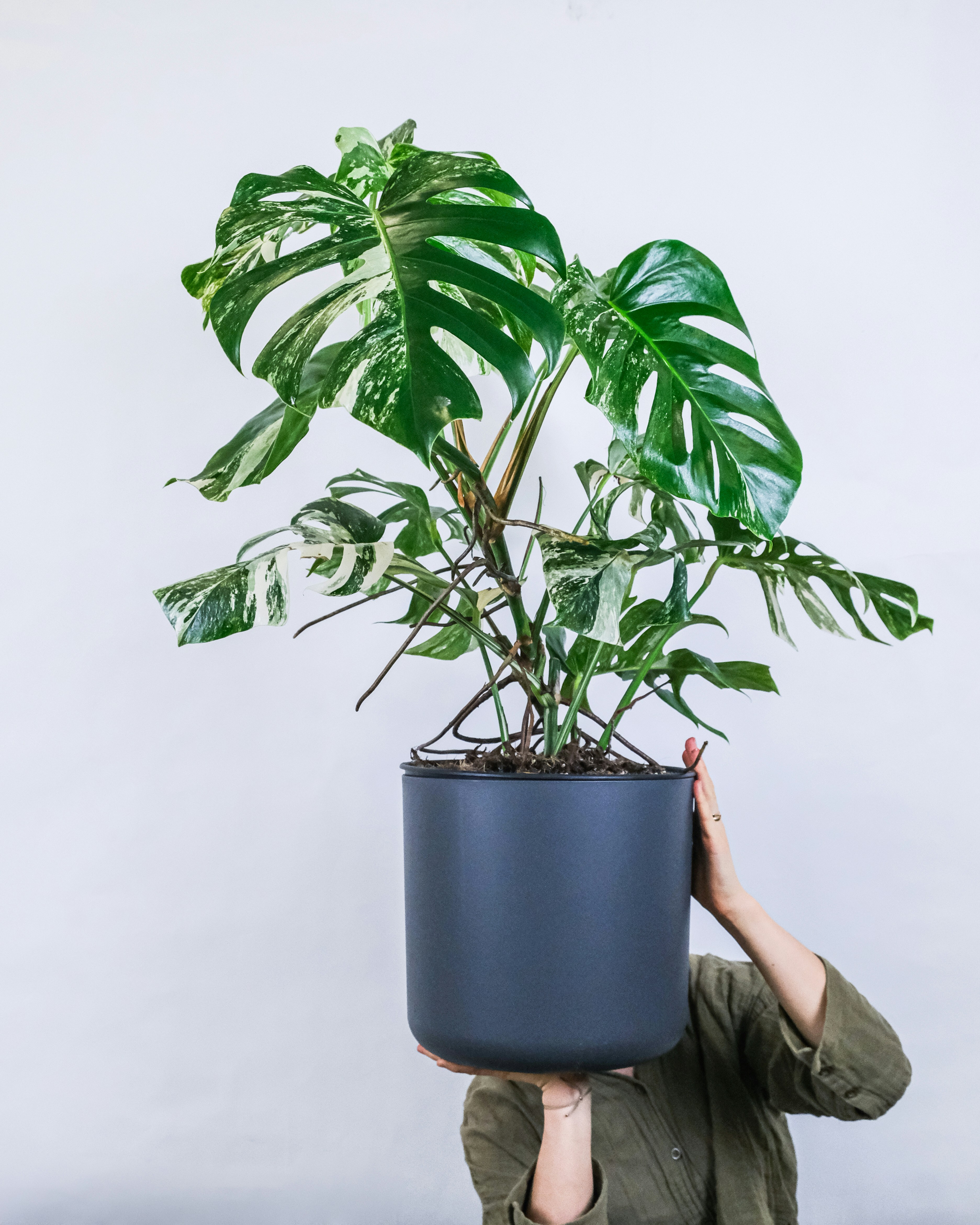 Monstera dziurawa — zdjęcie 1