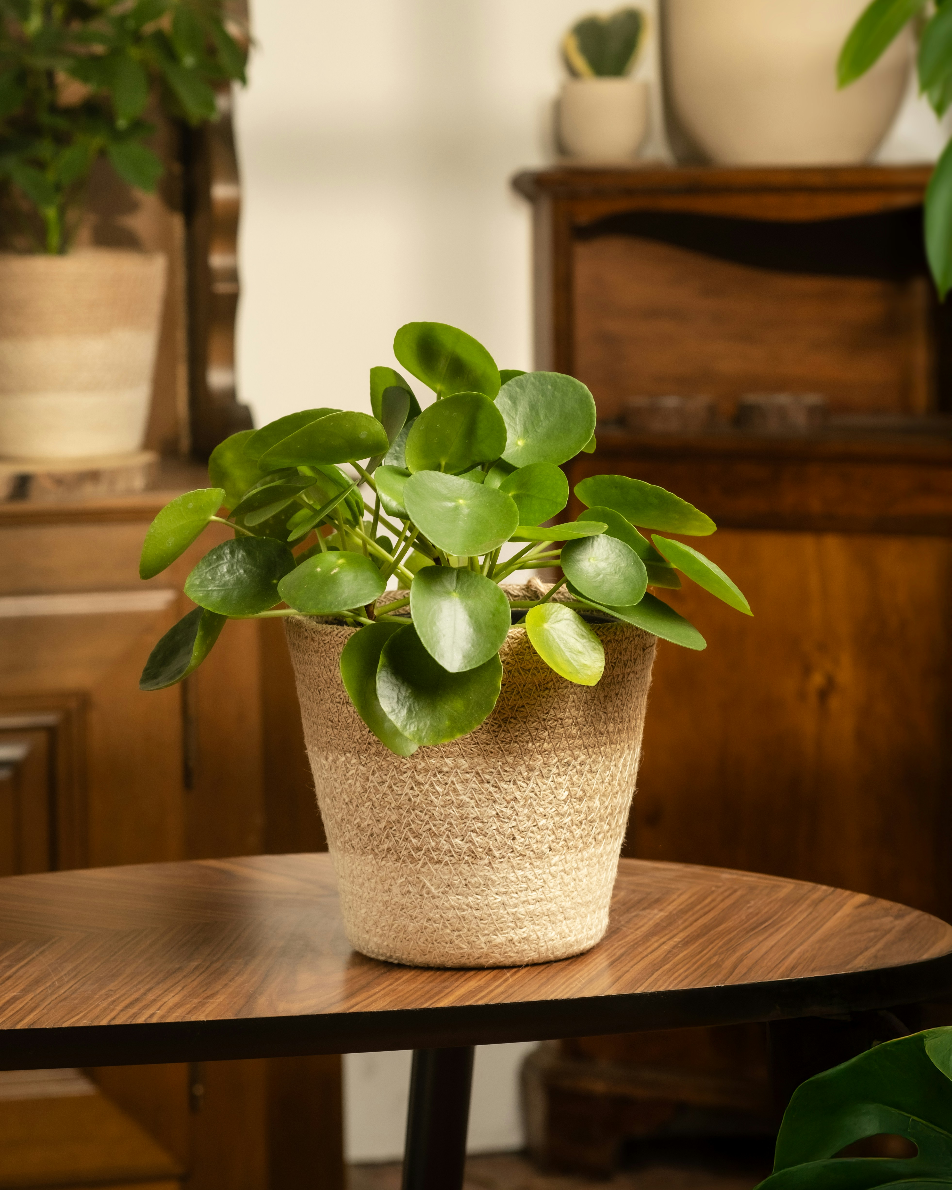 Pilea peperomiowata